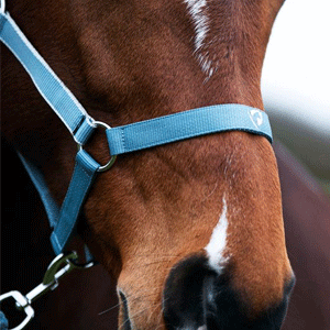 Horse Head Collars