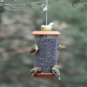  Bird Feeders