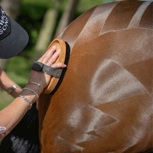  Horse Grooming