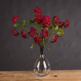 Autumnal Viburnum - Red