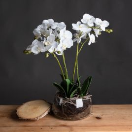 Orchid In Glass Pot - White