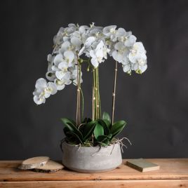White Orchid In Stone Pot - Large