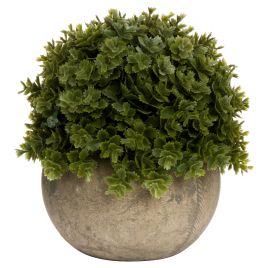 Miniature Hebe Veronica Pot - Stone Effect
