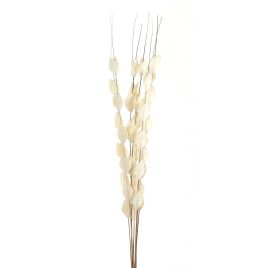 Bouquet Of Dried Thlaspi Arvense - White