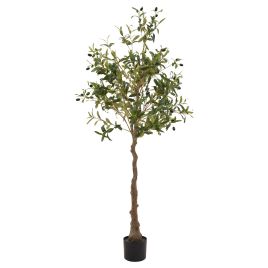 Calabria Olive Tree - Green