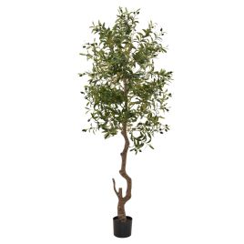 Calabria Olive Tree - Large