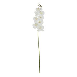 Tall Butterfly Orchid Stem - White