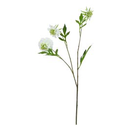 Natural Outdoor Collection White Scabious Stem