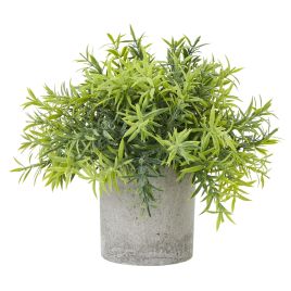 Bamboo Plant In Grey Pot - Small