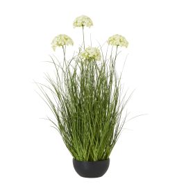 White Allium Plant In Pot - Large