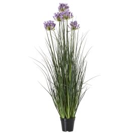 Purple Agapanthus Plant In Pot - Large