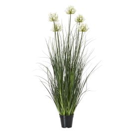 White Agapanthus Plant In Pot - Large