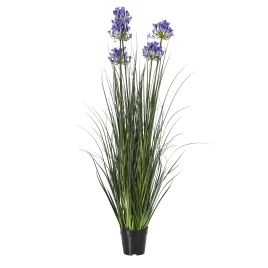 Blue Agapanthus Plant In Pot - Large