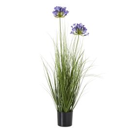 Blanor Blue Agapanthus Plant In Pot