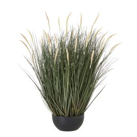 Fountain Grass Plant In Pot - Large