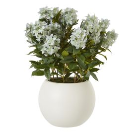 Green Hydrangea Plant In Pot - Large
