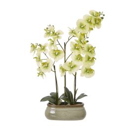 Green Orchid In Ceramic Pot - Large