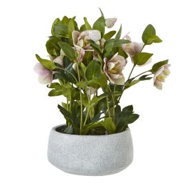 Variegated Pink Hellebore Plant
