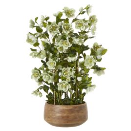 Green Hellebore Plant In Taupe Pot - Large