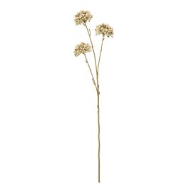 Blanor Brown Allium Spray