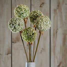 Blanor Green Allium Stem