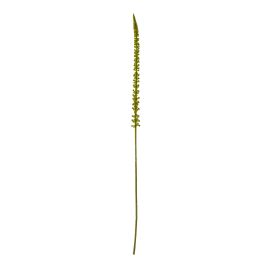 Blanor Green Eremurus Stem