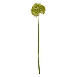 Blanor Green Giant Allium Stem