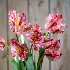 Multi Pink Parrot Tulip