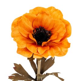 Blanor Orange Anemone Stem