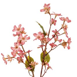 Blanor Pink Vernicia Fordii Spray