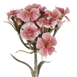 Blanor Pink Dianthus Spray