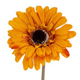 Blanor Orange Gerbera Stem