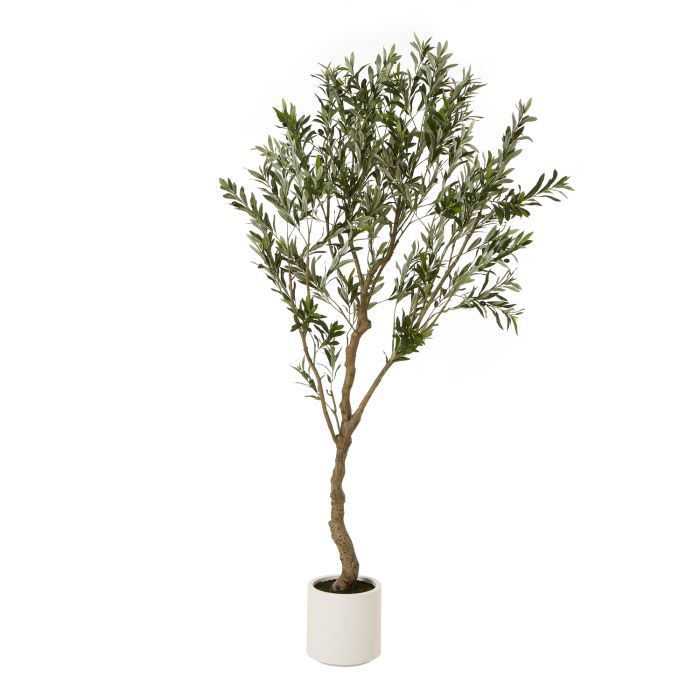 Apul Olive Tree In White Pot - 200cm