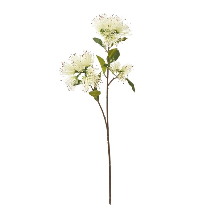 Cremo Protea Nitida Spray