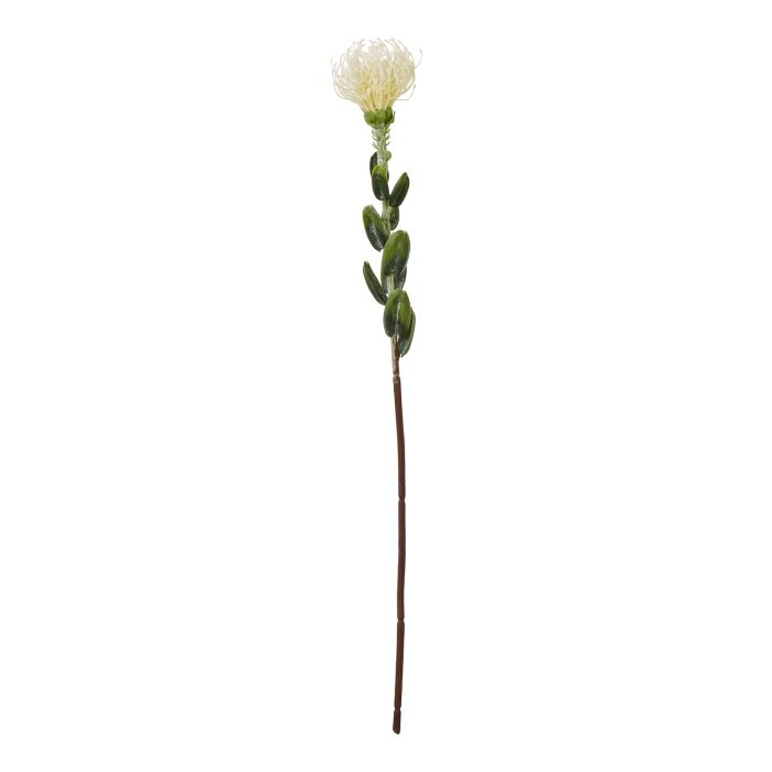 Cremo Pincushion Protea Spray