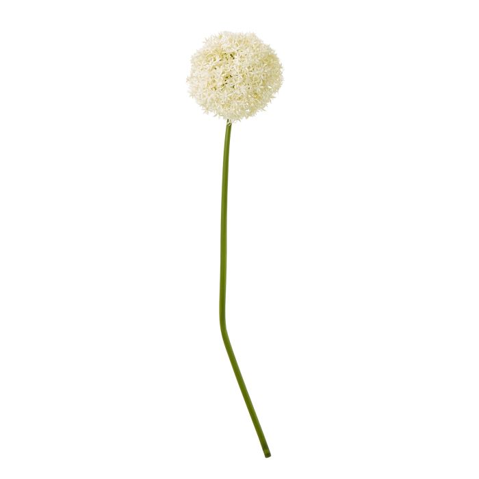 Cremo Giant Allium Stem