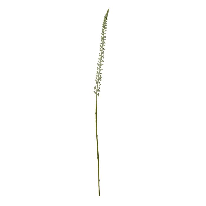 White Eremurus Stem