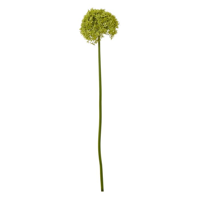 Blanor Green Giant Allium Stem