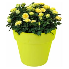 Polypropylene Plastic Standard Flower Pot - 5 Colours and 3 Sizes
