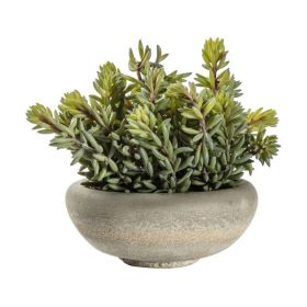 Fable Sedum Green with Cement Bowl - Large