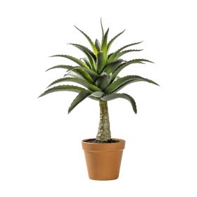 Enfys Potted Agave - Green