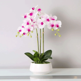 Delicate Soft Pink Orchid in White Ceramic Pot - 3 Stems