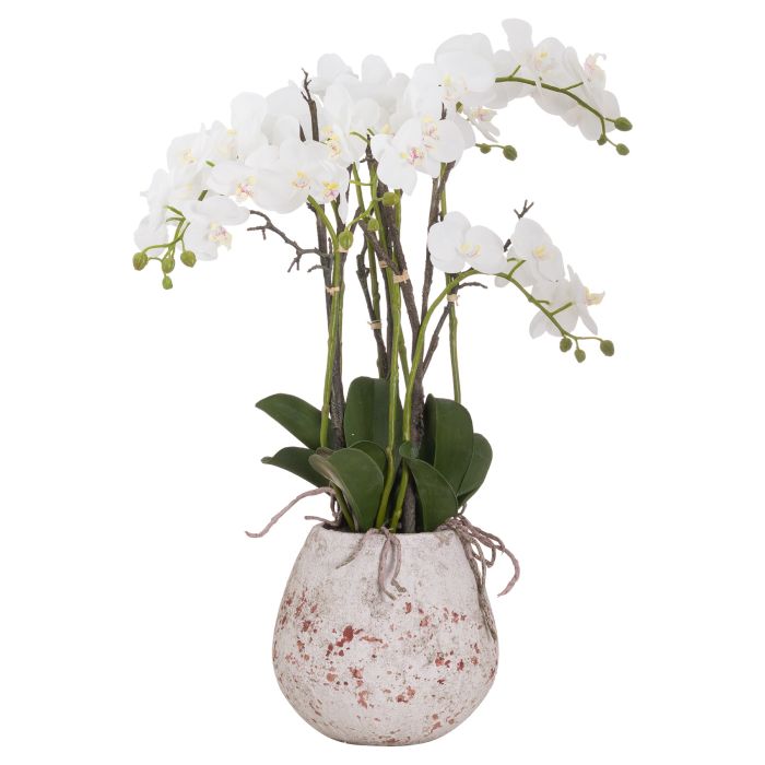 Stone Potted Orchid With Roots - Large