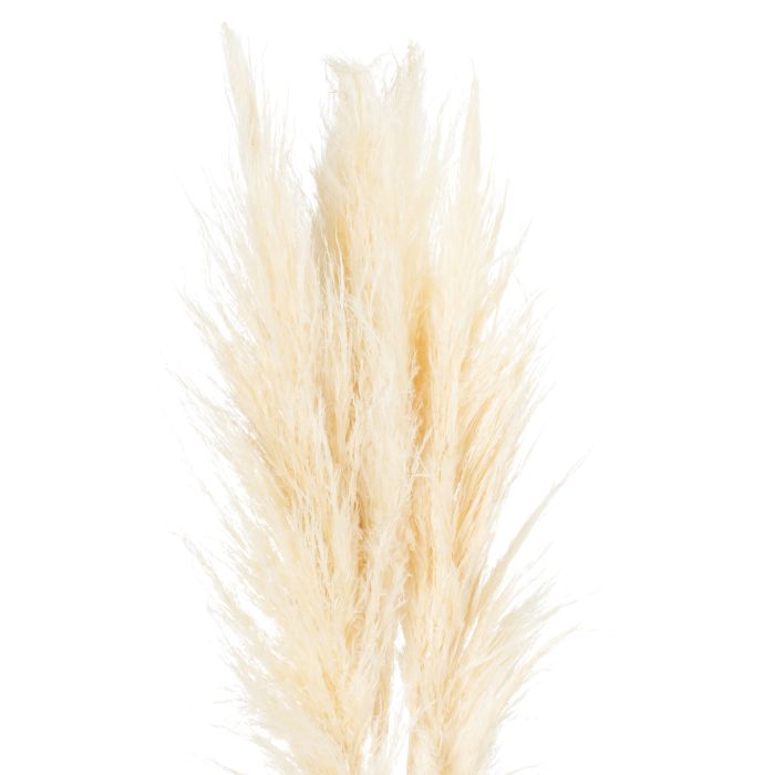 Pampas Grass Stem - Cream