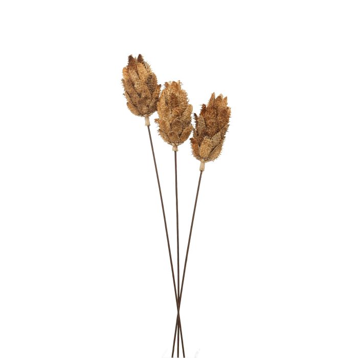 Bouquet Of Dried Protea - Natural