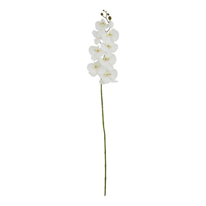 Tall Butterfly Orchid Stem - White