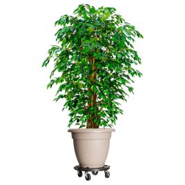 Plant Trolleys with Wheels 5 pcs Diameter 40 cm Black 275 kg