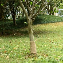 Jute Roll 0.25x100 m 100% Jute 200 gsm