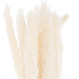 Mini White Pampas Grass Bunch - Set of 15