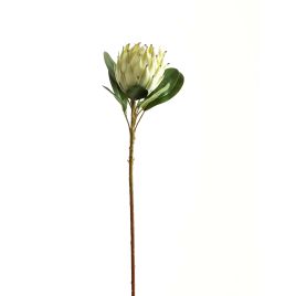 White Protea - Large